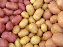 Купим продовольственный картофель в неделю 200 тн.					