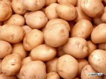 Куплю требуется картофель нового урожая  оптом