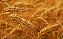 Куплю нужна пшеница продовольственная 4 класса  оптом