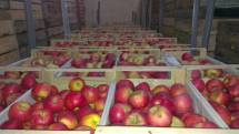 Ищем поставщиков яблок калибром от 50 до 85 красные, зеленые, желтые