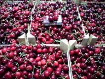 Куплю ищу поставщиков вишни на пром. переработку - 10 тонн. оптом