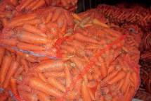 Требуется морковь оптом
