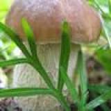 Продам: оптом белые грибы