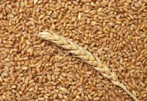 Требуется зерно пшеница фуражная 5 класс