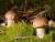 свежий белый гриб оптом - фото товара
