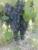 черный виноград "кардинал" из турции - фото товара