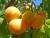 абрикосы из ирана - фото товара
