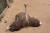 страус филе бедра - фото товара