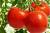 помидоры свежие  - фото товара