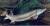 продам: осётр ооо"рыбная федерация" в сосновом боре - фото товара