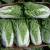 предлагаю свежие овощи :  пекинская капуста - фото товара