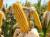продам: кукуруза кормовая - фото товара