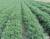 продам: свежая зелень петрушка - фото товара