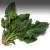 продам свежая, экологически чистая зелень шпината - фото товара