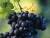 продам: замороженные виноград - фото товара