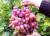 продам: фрукты виноград красный  - фото товара