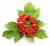 продам: замороженные ягоды калина - фото товара