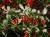 ягоды замороженные барбарис - фото товара