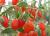 ягоды замороженные годжи  - фото товара