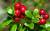 продам: сушеные ягоды брусника	 - фото товара