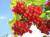 продам: ягоды глубокой заморозки клина - фото товара