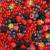 сублимированные ягоды - фото товара
