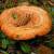 продажа грибов рыжики - фото товара