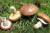 продам: грибы маслята - фото товара