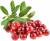 свежие ягоды- клюква - фото товара