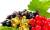 свежие ягоды- черная смородина - фото товара