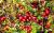 сухие ягоды-  клюква - фото товара