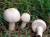 продам: грибы от производителя - фото товара