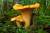 продам: грибы маринованные лисички - фото товара