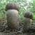 продам: грибы-сушеные подберезовики - фото товара