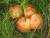 продам: консервация "золотой глобус"грибы маслята - фото товара