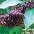 продам: замороженные ягоды бузину - фото товара