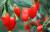 продам: ягоды замороженные в ассортименте годжи - фото товара