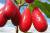 ягоды оптом кизил - фото товара
