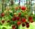 продам: лесные ягоды земляника - фото товара