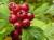 продам: замороженные ягоды боярышник - фото товара