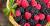 продам: замороженные ягоды ежевика класс а - фото товара