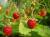 продам: ягоды оптом земляника - фото товара