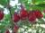 продам: ягоды оптом кизил - фото товара