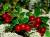 продам: ягода замороженная брусника - фото товара