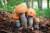 продам: свежемороженые  грибы подосиновик - фото товара