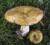 продам: грибы лесные  груздь - фото товара