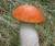 продам: грибы лесные  подосиновики - фото товара