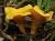 продам: грибы лесные  лисичка - фото товара