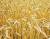 продам: пшеница 3-й класс - фото товара