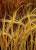 опт для проращивания пшеница  в москве - фото товара